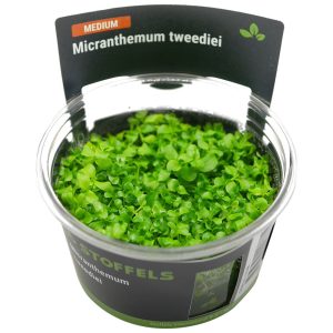 Stoffels Micranthemum tweediei (Monte Carlo)