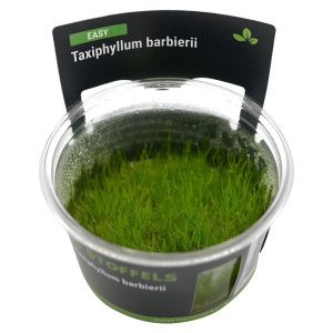 Stoffels Taxiphyllum barbieri
