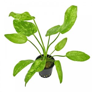 Stoffels Echinodorus cordifolius 'Marble Queen'