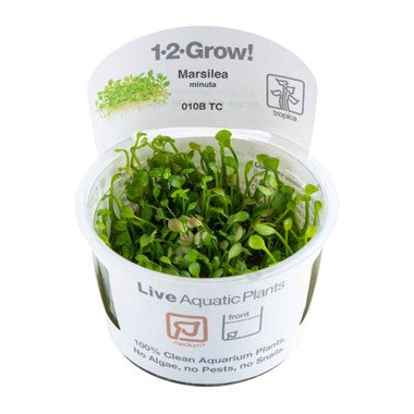Tropica Marsilea minuta