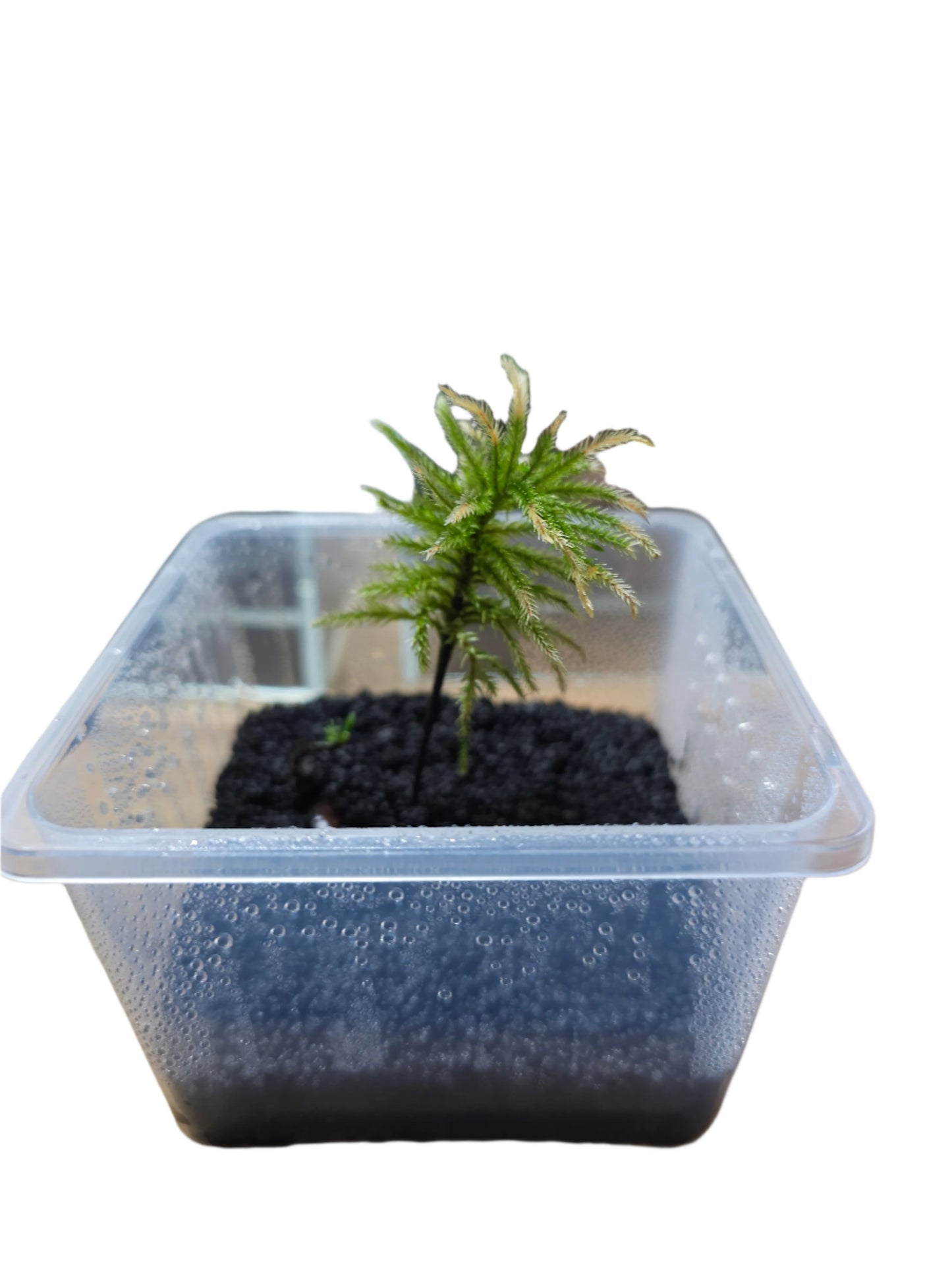 Acquature Living Art Tree Moss