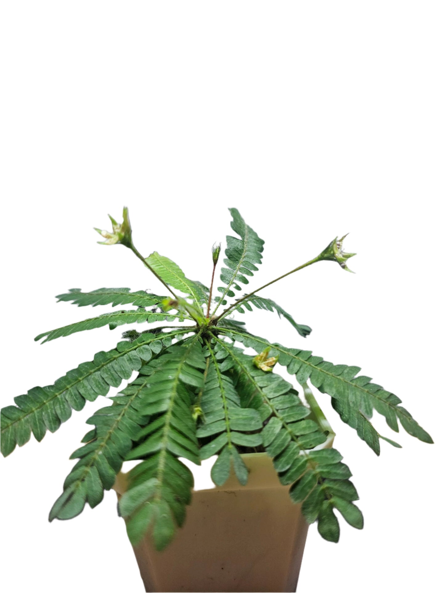 Biophytum sensitivum Plant