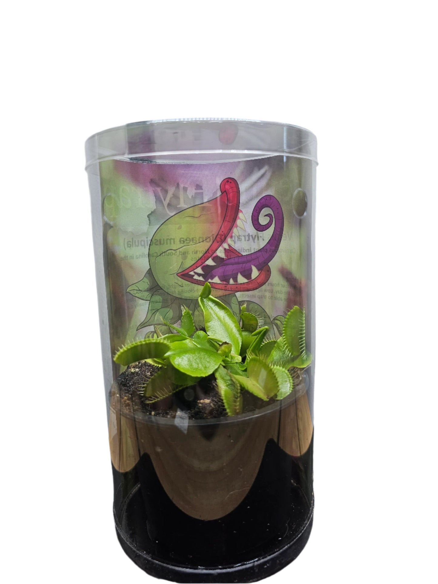 Venus Flytrap (Dionaea muscipula)