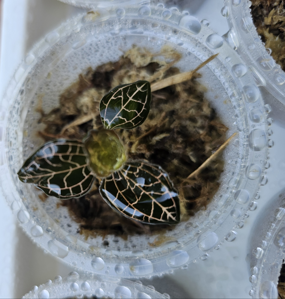 Jewel Orchid