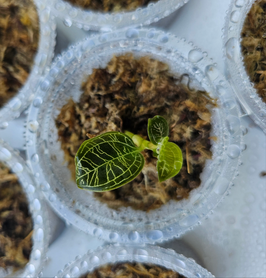 Jewel Orchid