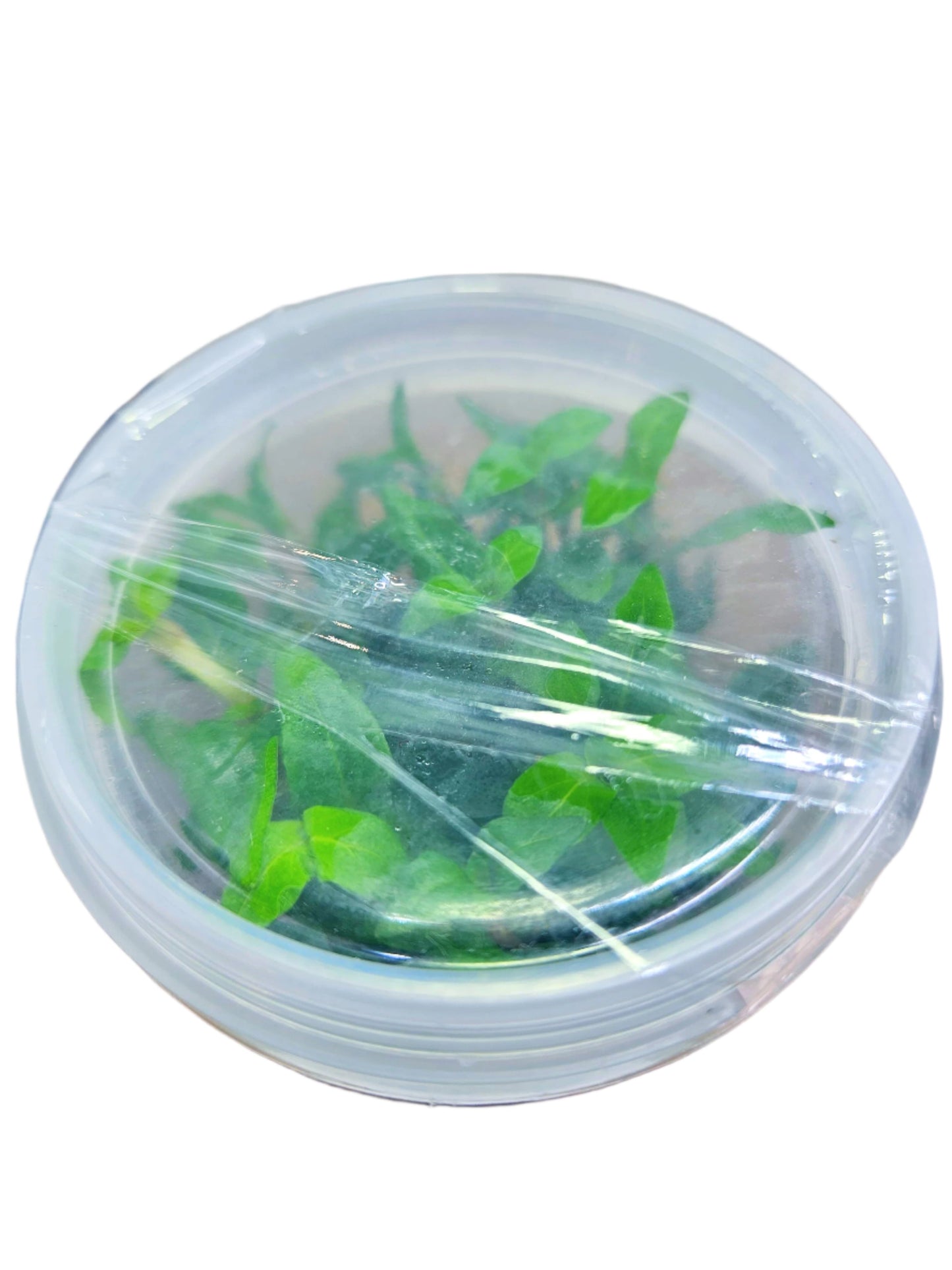Staurogyne Repens