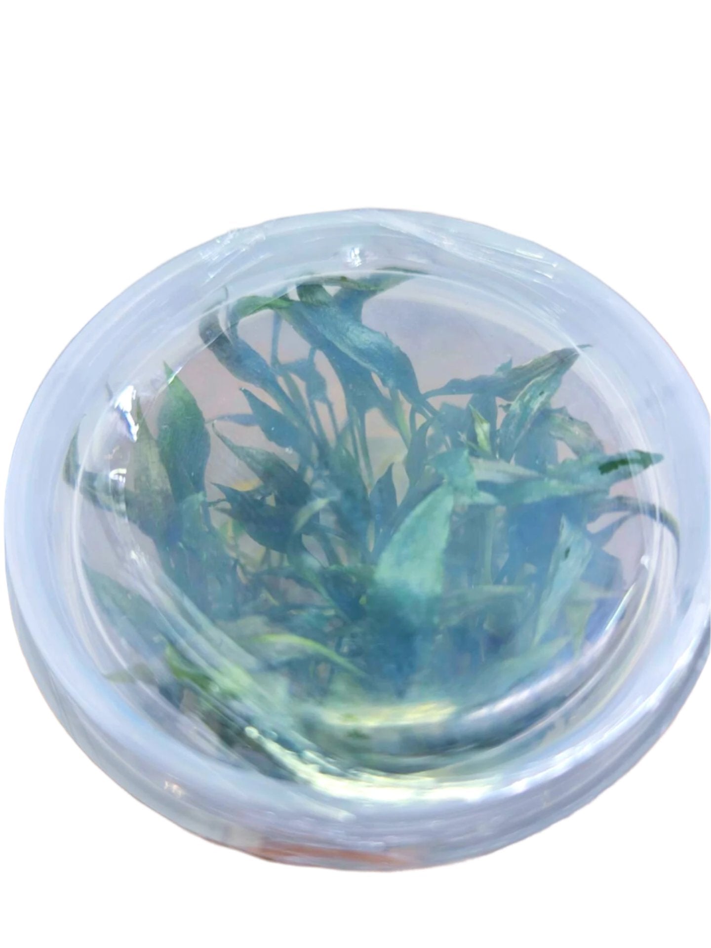 Cryptocoryne Mioya