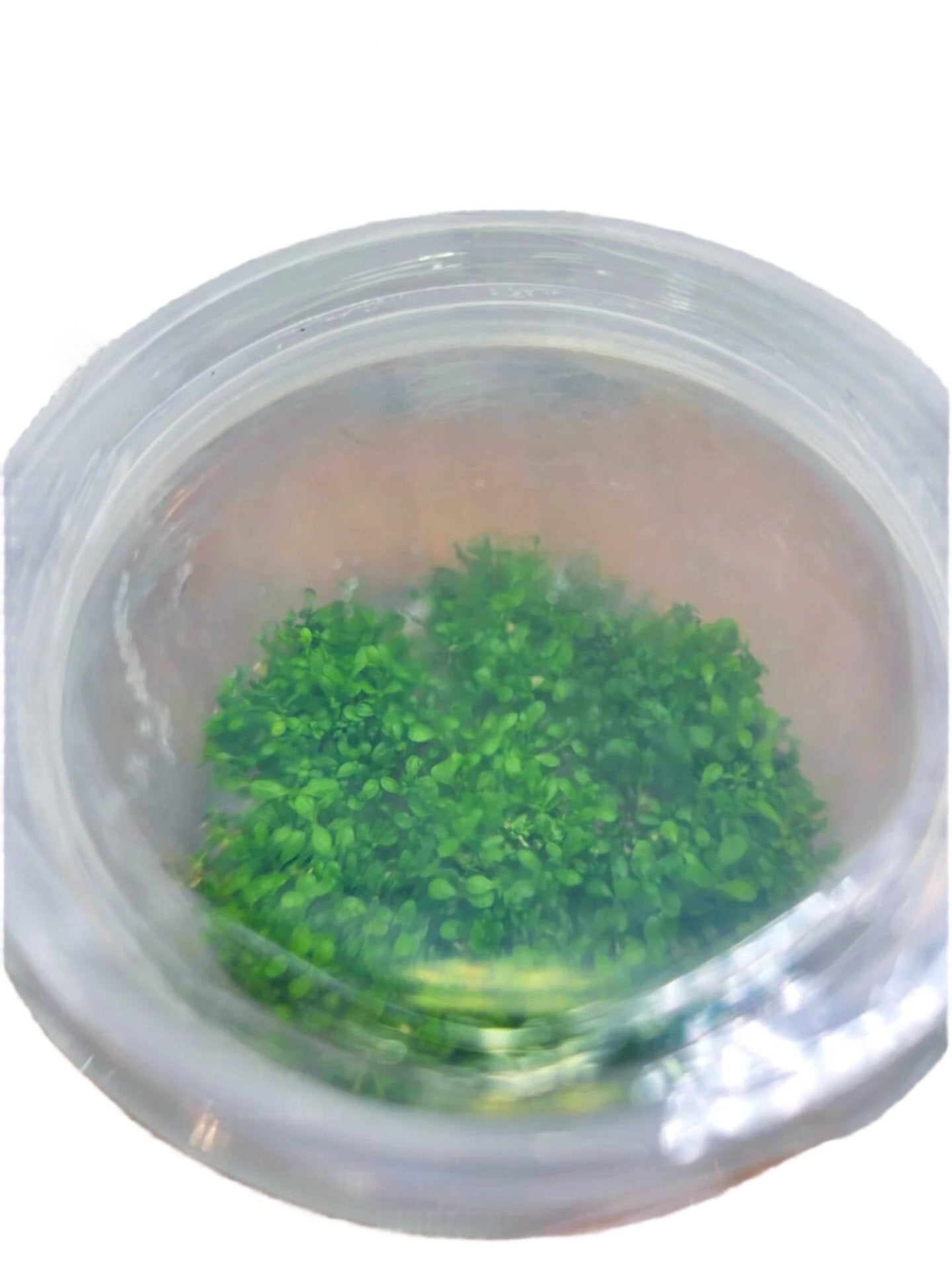 Hermianthus Caltrochoides