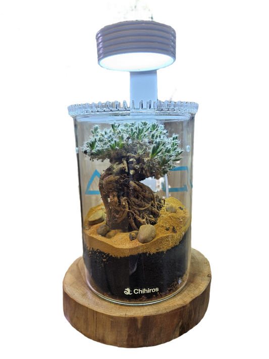 Chihiros Glass Pot Dew L Curated