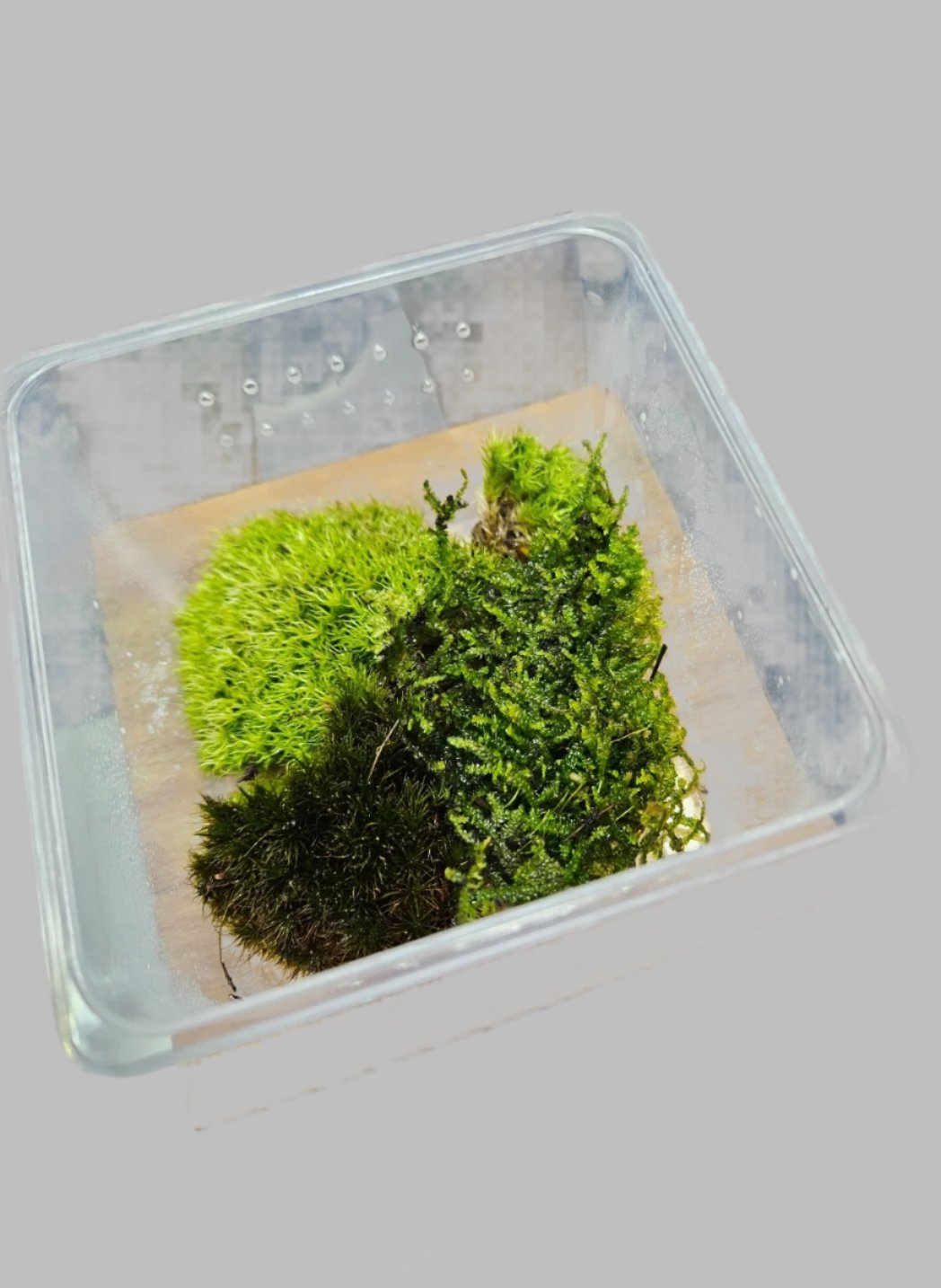 CHIHIROS Dew S Terrarium Starting Kit DiY