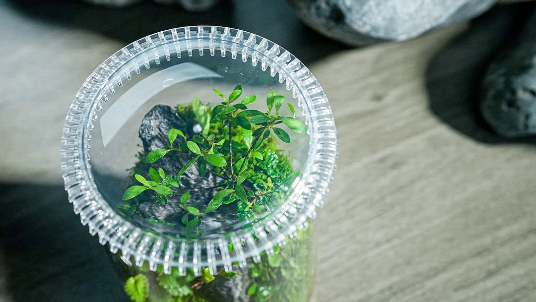 Chihiros Glass Pot Dew S