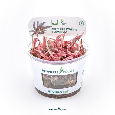 Dennerle Cryptocoryne spec. 'Flamingo'