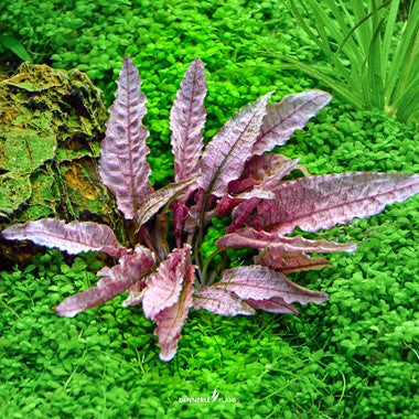 Dennerle Cryptocoryne spec. 'Flamingo'
