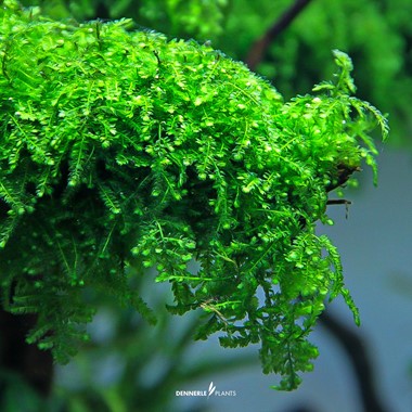Dennerle Vesicularia ferriei. Weeping Moss