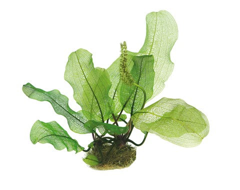 Dennerle Aponogeton madagascariensis BULB