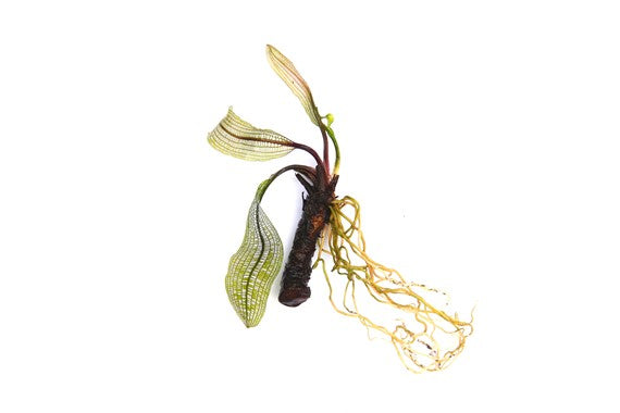 Dennerle Aponogeton madagascariensis BULB