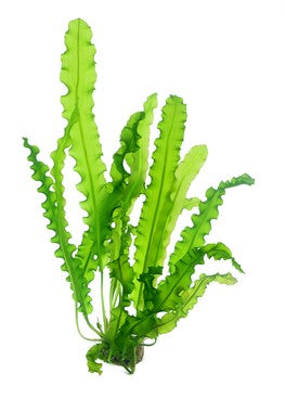 Dennerle Aponogeton longiplumulosus BULB