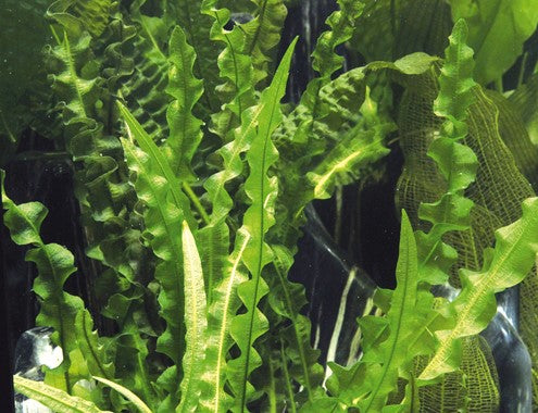 Dennerle Aponogeton longiplumulosus BULB