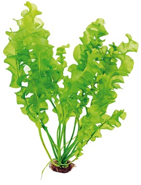 Dennerle Aponogeton ulvaceus BULB