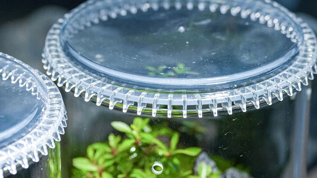 Chihiros Glass Pot Dew S