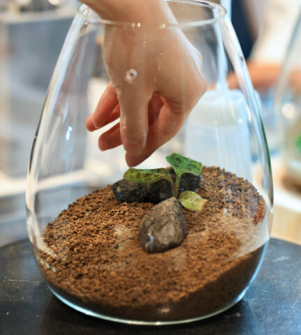 Terrarium Workshop  Johannesburg Soko District