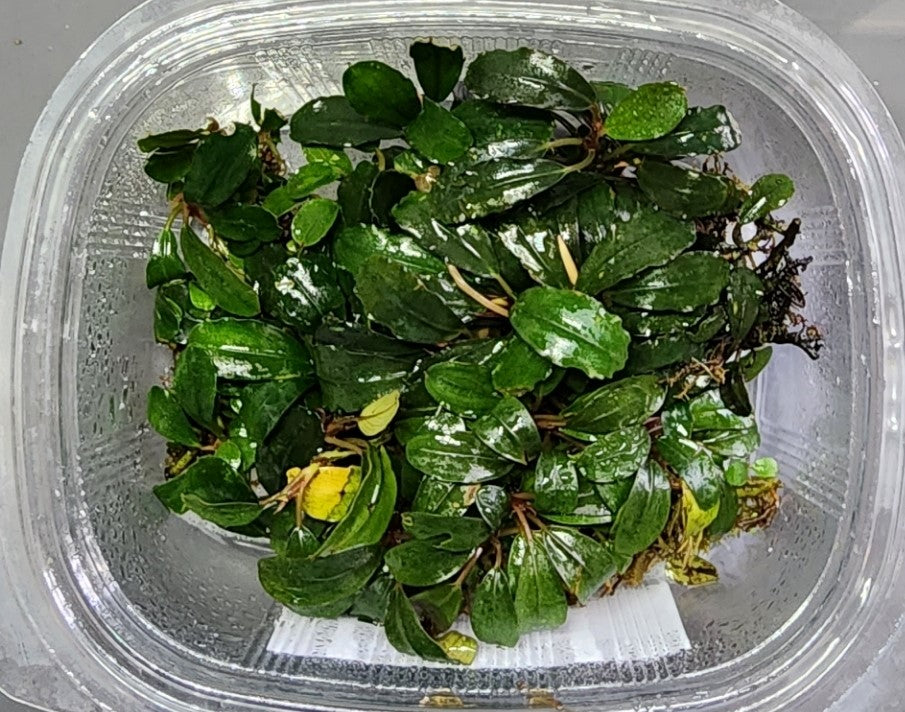 代引き人気 bucephalandra sp.dracula 魚用品/水草 - innovatium.com.br