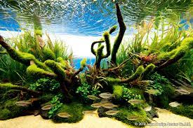 Immerse Yourself in the Enchanting Art of Aquascaping: A Guide to Discovering Serenity and Creativity