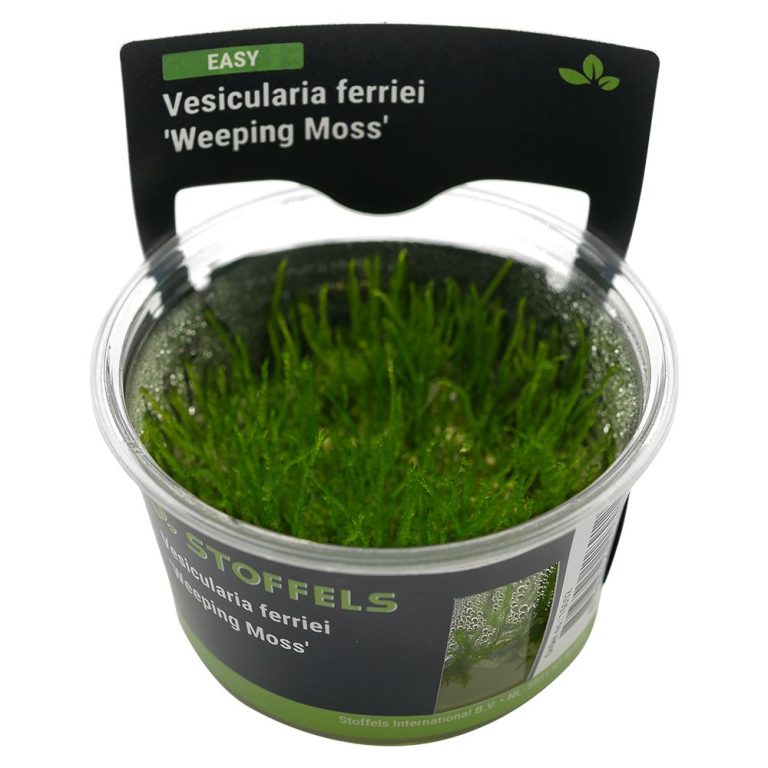 Stoffels Vesicularia ferrieri ‘Weeping Moss’