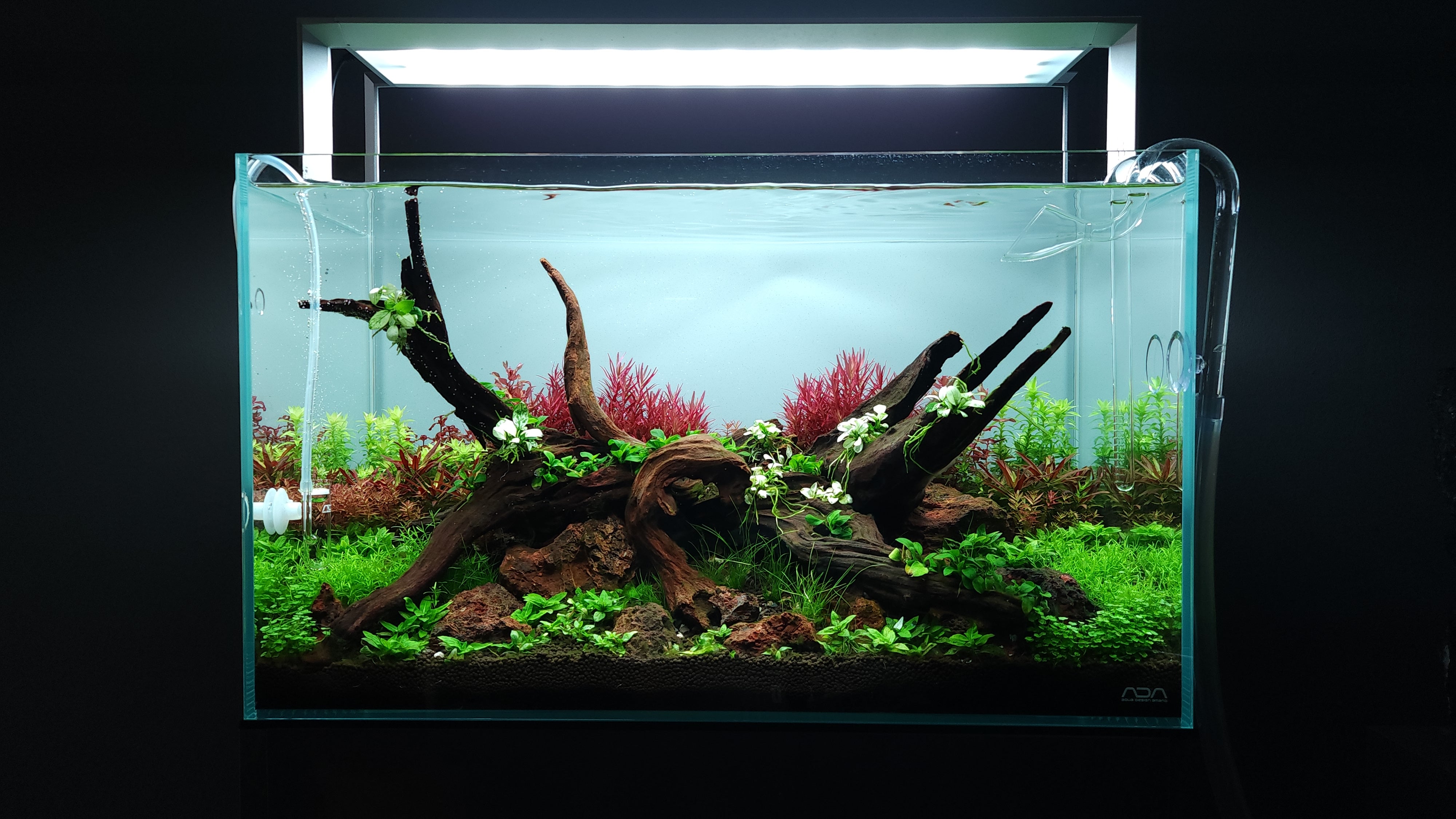 ADA 60x30x36 キューブガーデン-