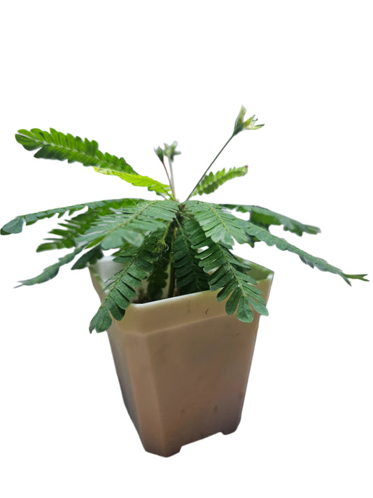 Biophytum sensitivum Plant