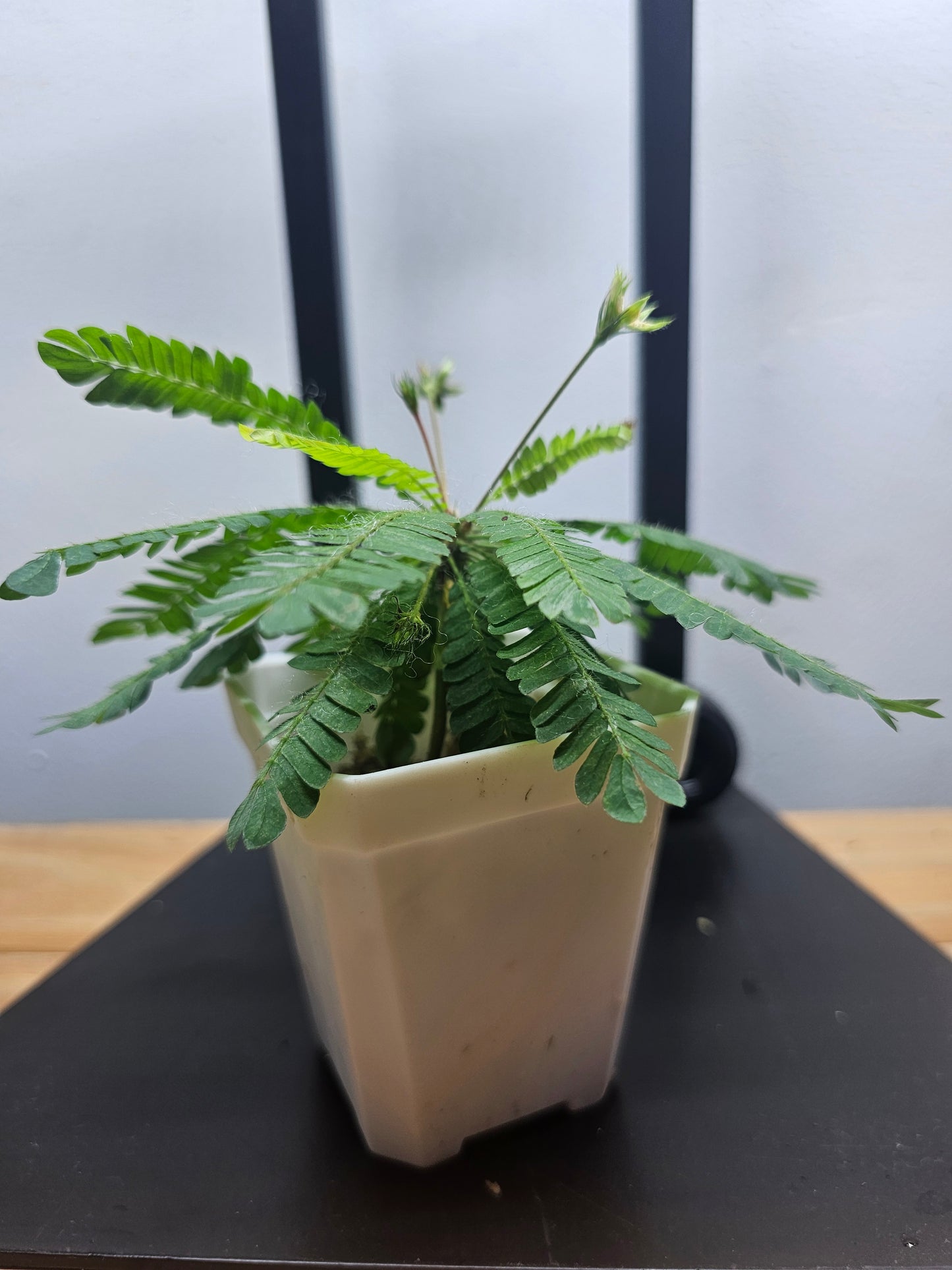 Biophytum sensitivum
Plante