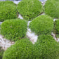 Leucobryum glaucum - Cushion Moss