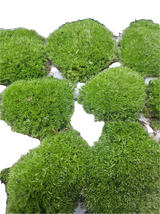 Leucobryum glaucum - Cushion Moss