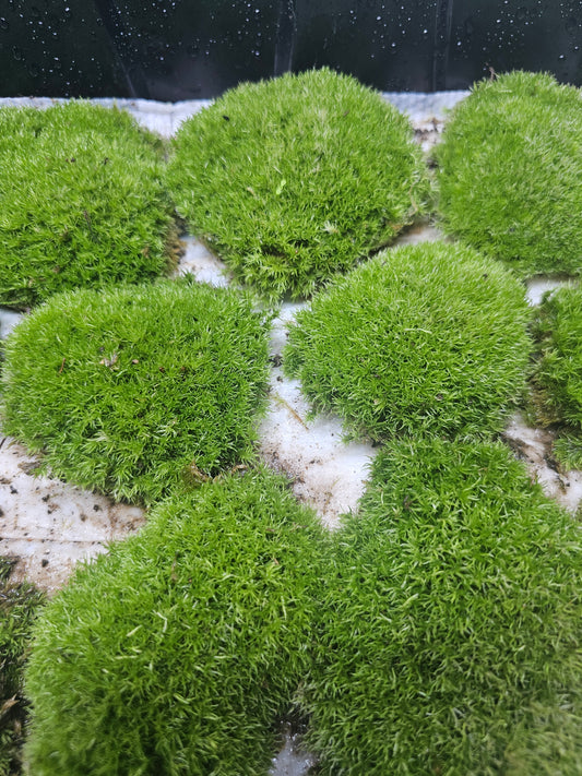 Leucobryum glaucum - Cushion Moss