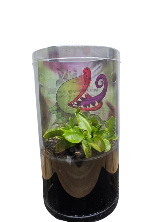 Venus Flytrap (Dionaea muscipula)