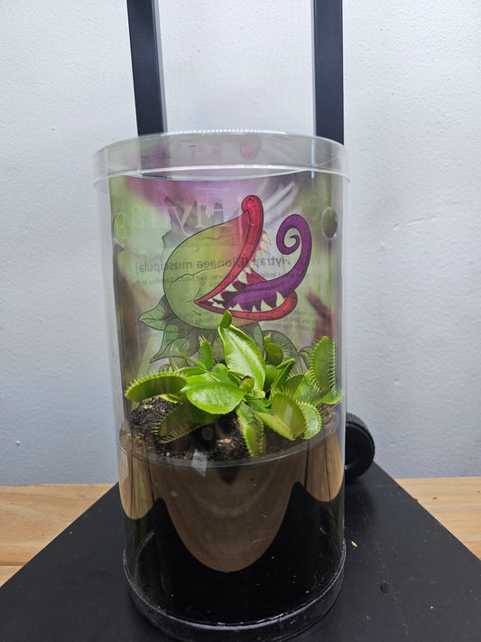 Venus Flytrap (Dionaea muscipula)