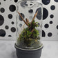 Valentine Terrarium workshop Johannesburg