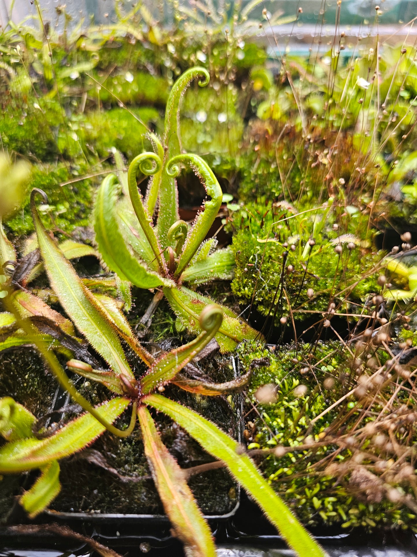 Carnivorous plants