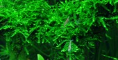 Tropica Versicularia Ferriei Weeping Moss portion