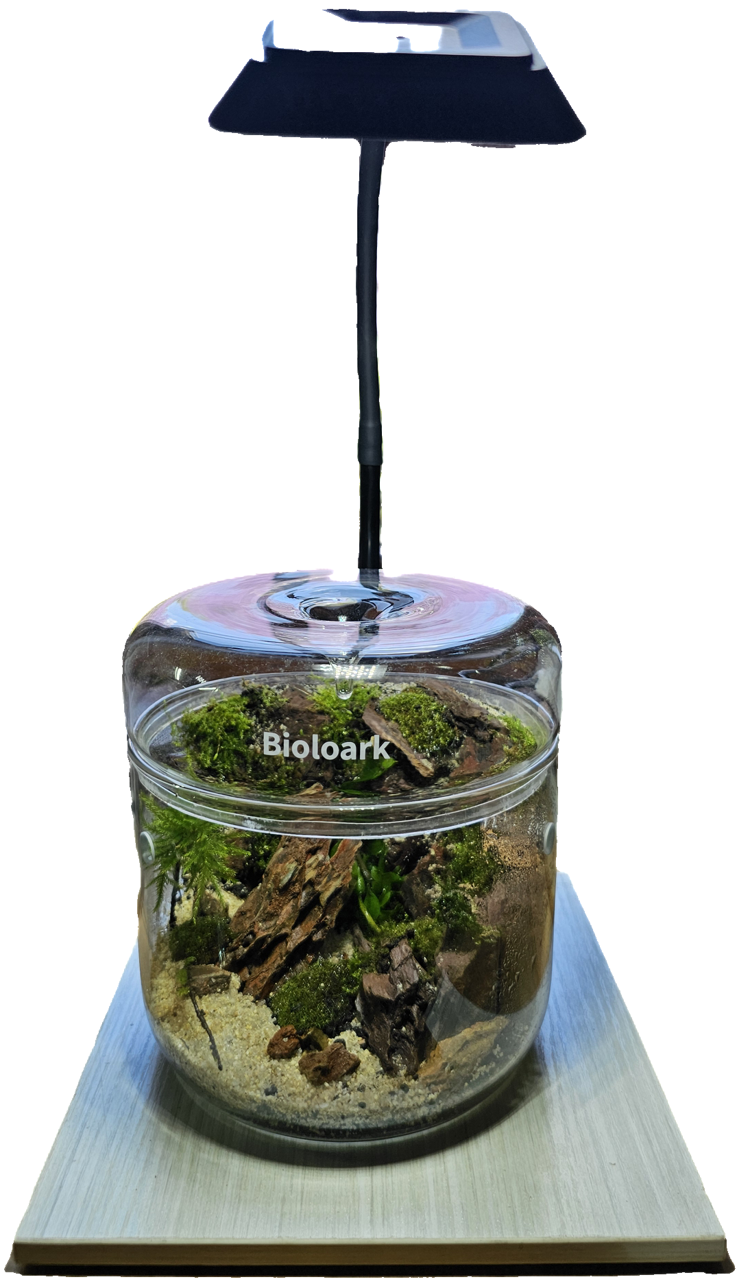 DURBAN TERRARIUM WORKSHOP (Sophia Pot Terrarium/ Bioloark MY 150)