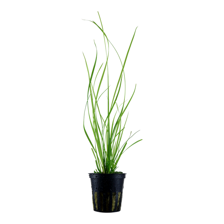 Tropica Cyperus Helferi Potted