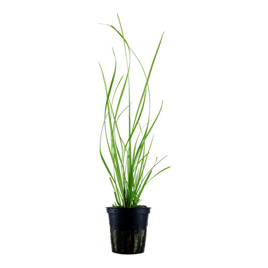 Tropica Cyperus Helferi Potted