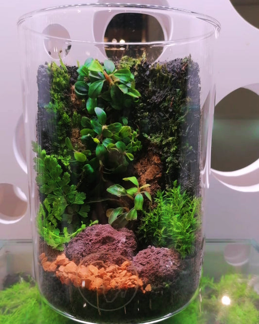 Terrarium Workshop Special Sophia Pot