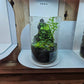 DURBAN TERRARIUM WORKSHOP (Sophia Pot Terrarium/ Bioloark MY 150)