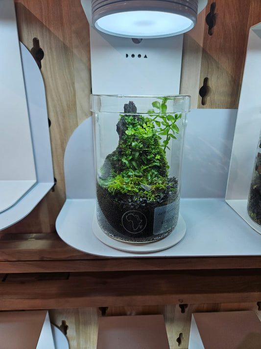 DURBAN TERRARIUM WORKSHOP (Sophia Pot Terrarium/ Bioloark MY 150)