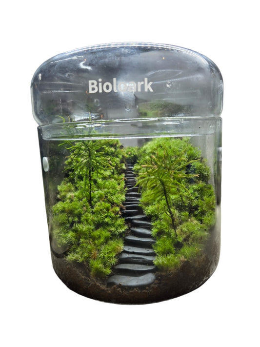 Father's Day Terrarium Workshop