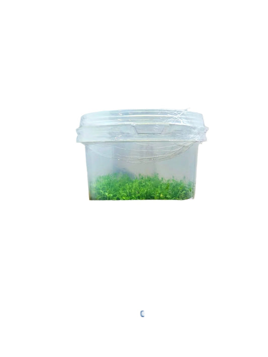 Hermianthus Caltrochoides