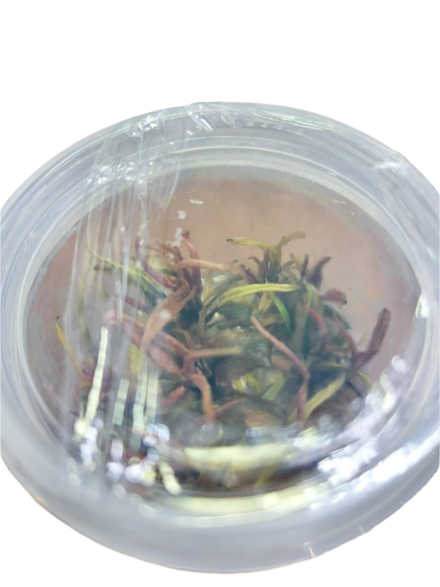 Cryptocoryne Flamingo ACQATURE