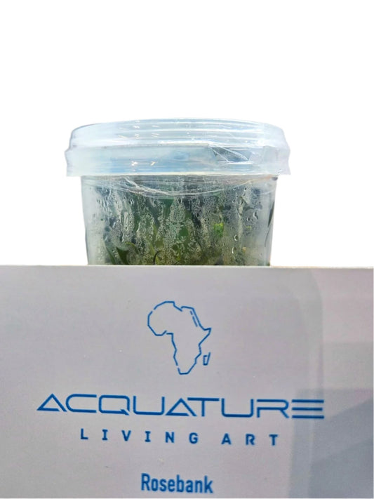Cryptocoryne Wenditi Red Acquature