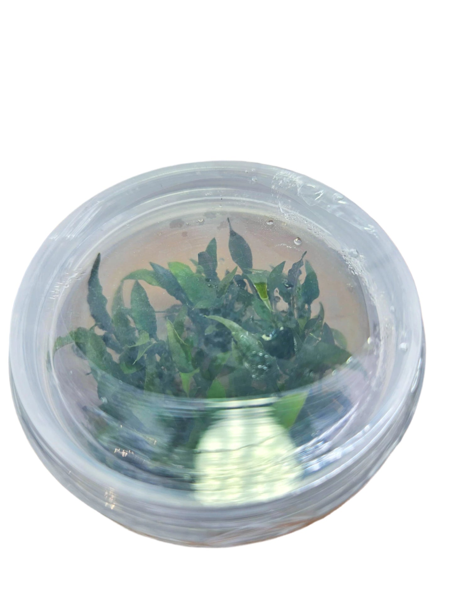 Cryptocoryne Pygmy